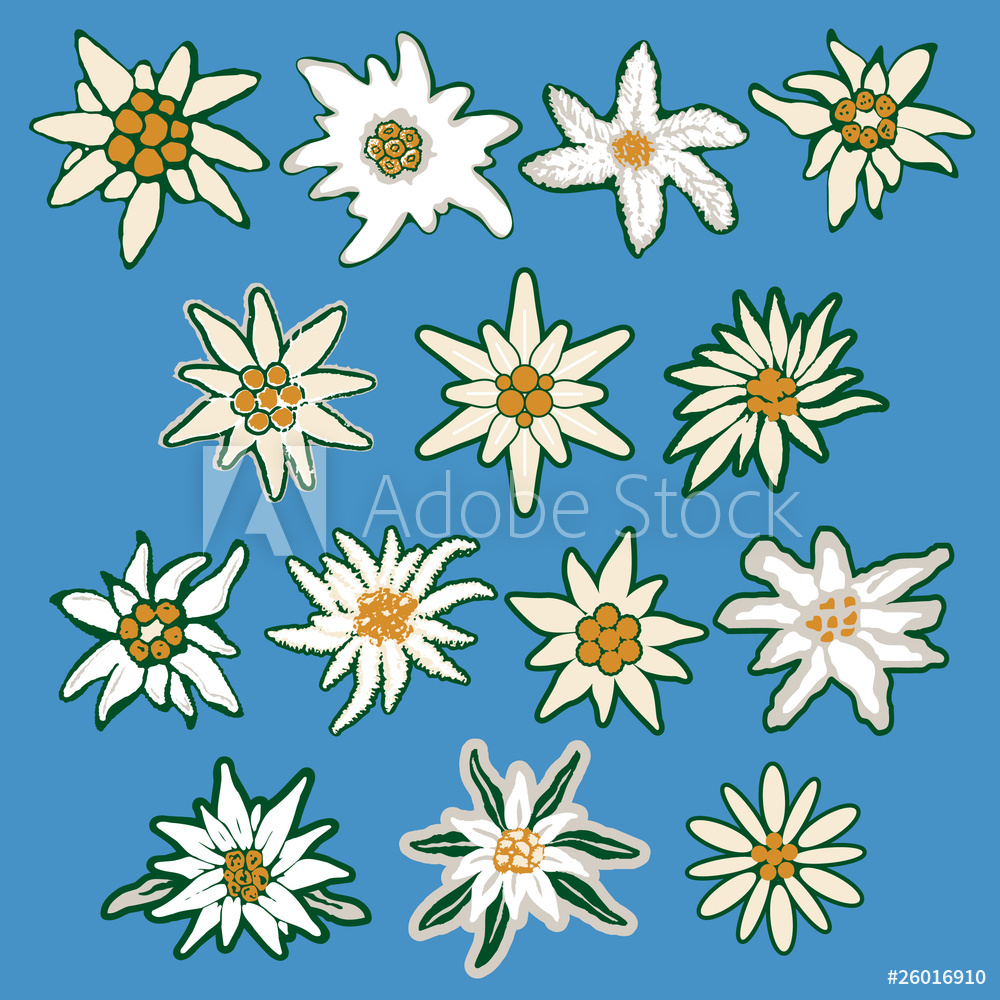 1000x1000 Fotografie, Obraz Edelweiss Vector Set Posters Cz