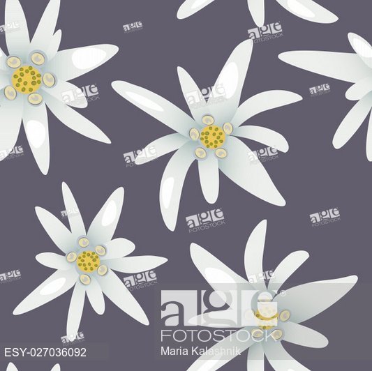 533x532 Seamless Pattern With Alpine Edelweiss Flowers Vector Illustration