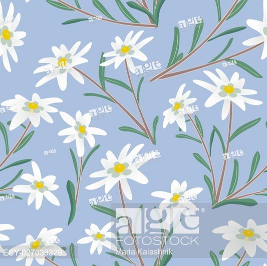 533x532 Seamless Pattern With Edelweiss Flowers Vector Illustration