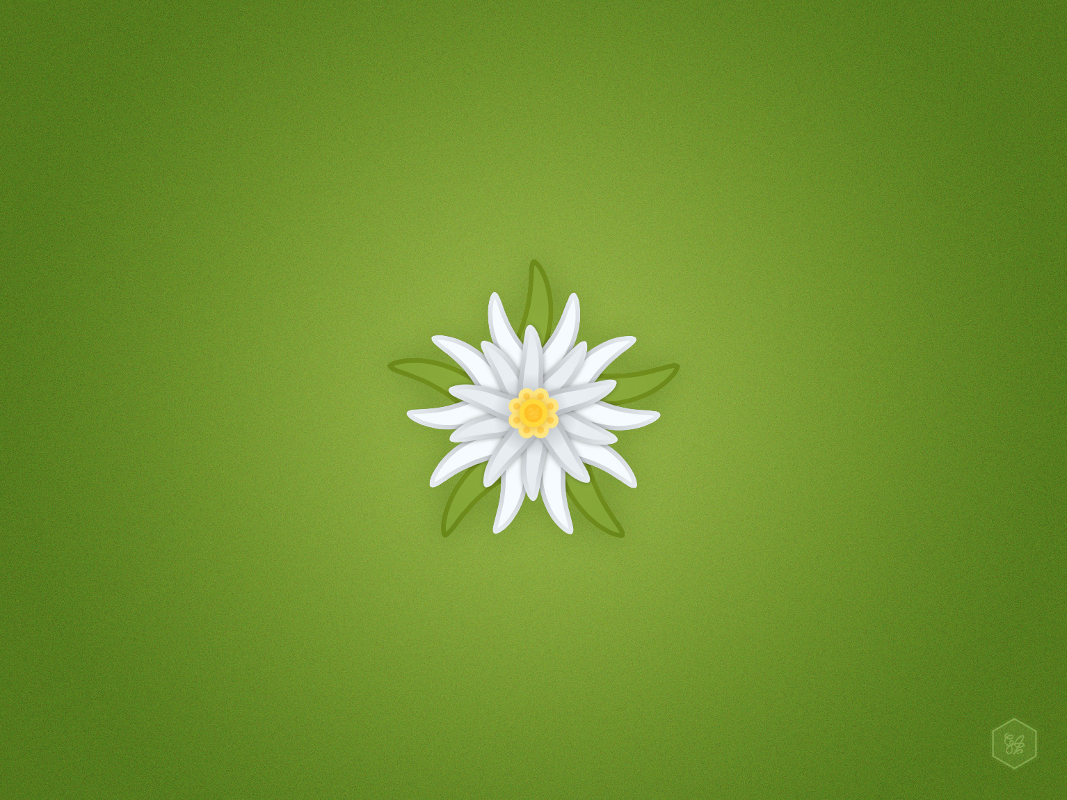 1534x1150 Edelweiss Dribbble