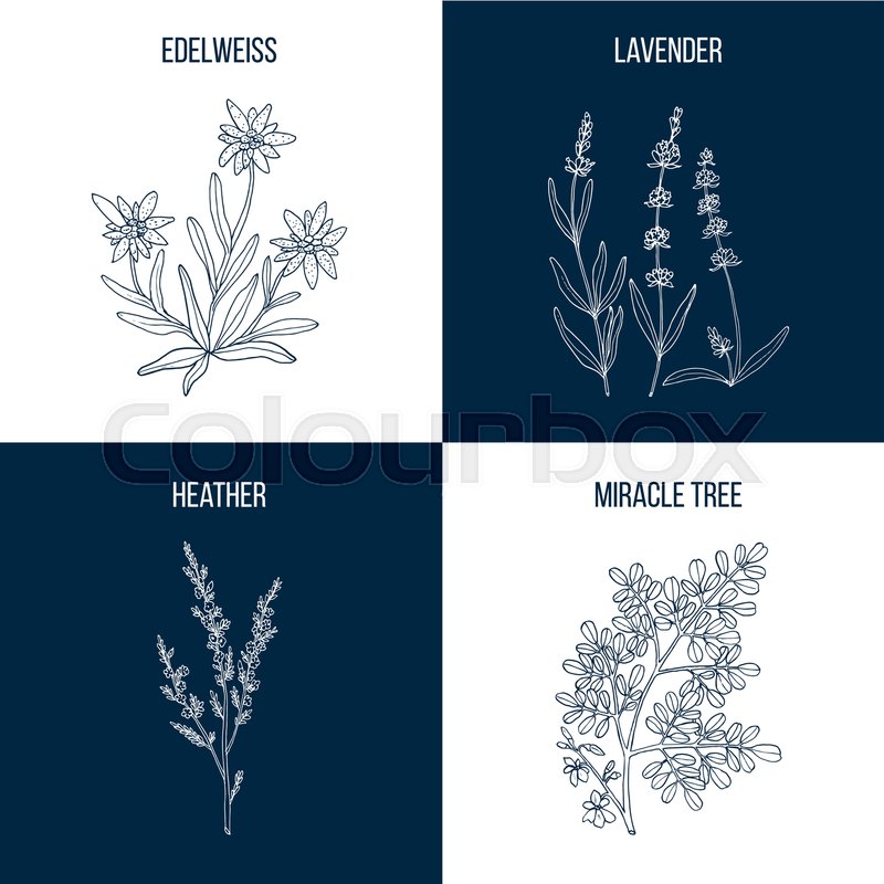 800x800 Vector Collection Of Four Hand Drawn Stock Vector Colourbox