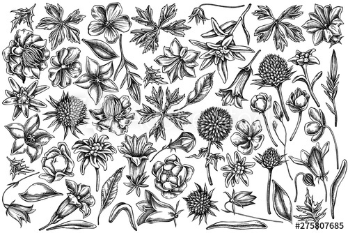 500x334 Vector Set Of Hand Drawn Black And White Bellflower, Edelweiss