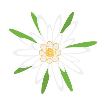 350x350 You Searched For Edelweiss