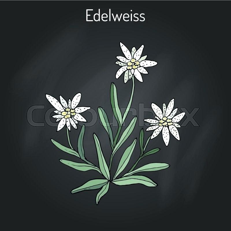 800x800 Edelweiss Flower For Sale