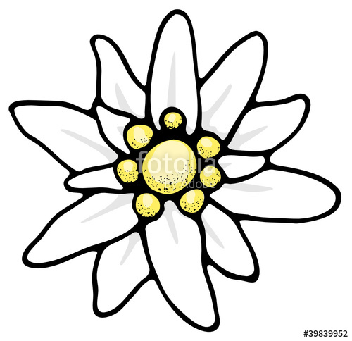 500x484 Edelweiss Stock Image And Royalty Free Vector On Fotolia