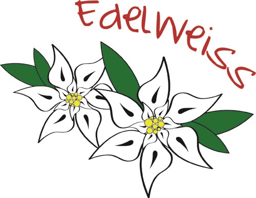 500x388 Edelweiss Vector Illustration Annthegran