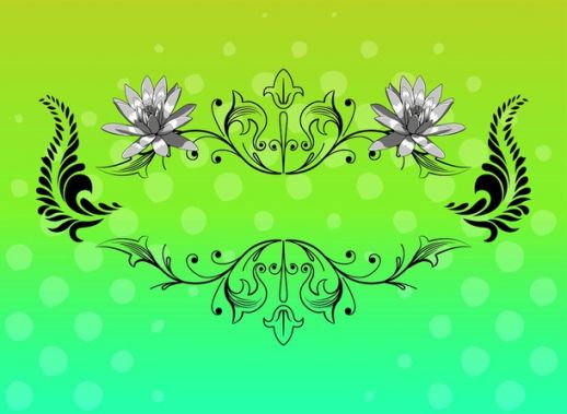 518x379 Edelweiss Vector