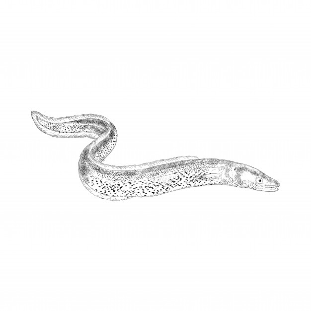 626x626 Eel Vectors, Photos And Free Download