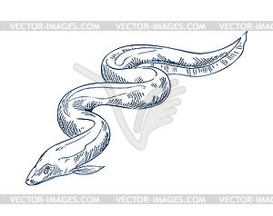 300x238 Eel Fish Seafood Monochrome