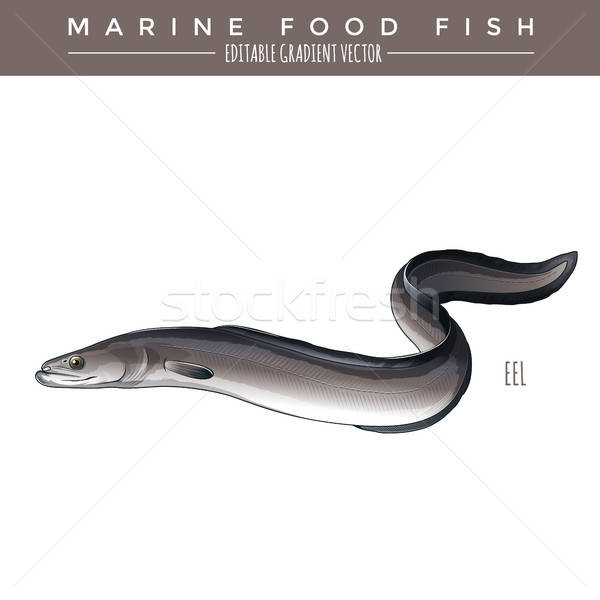 600x600 Eel Marine Food Fish Vector Illustration A B