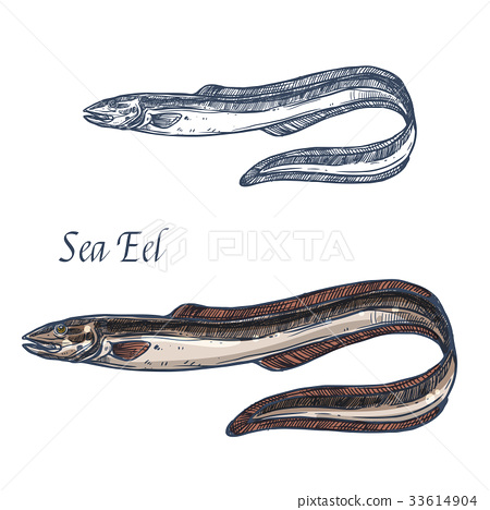 450x468 Sea Eel Fish Vector Isolated Sketch Icon