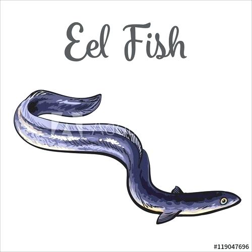 500x500 Eel Drawing