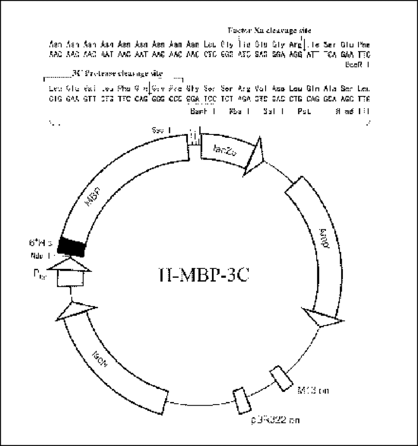 850x906 H Mbp Vector Map Important Modifications Include The Insertion