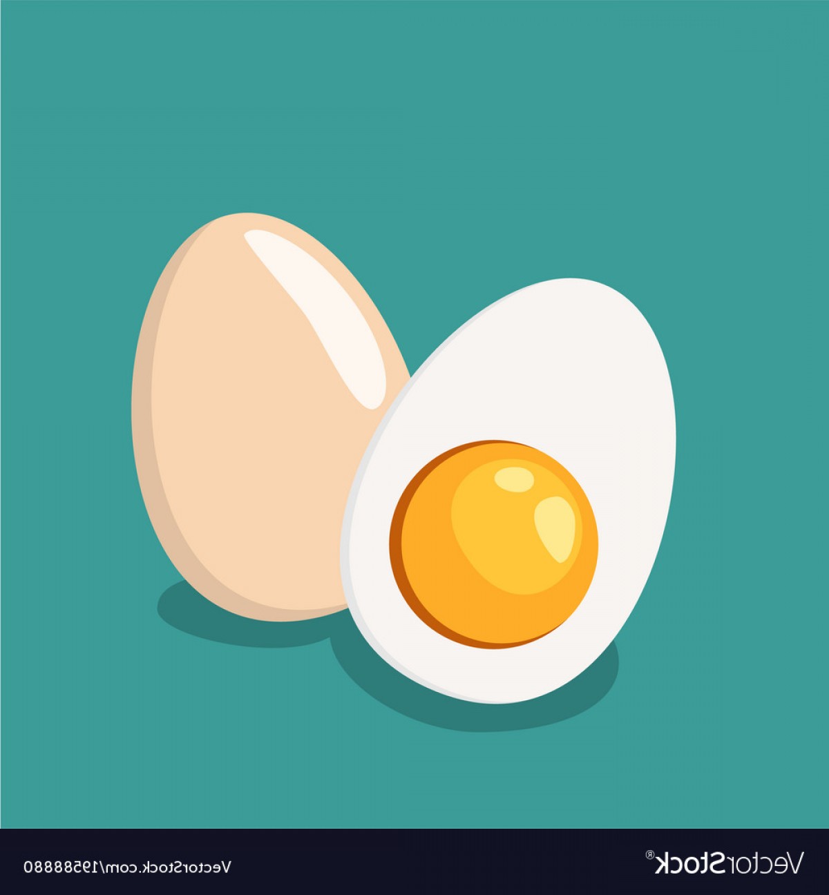 Whole Egg And Half Of Egg Vector Soidergi 1200x1296 Whole Egg And Half Of Egg Vector Soidergi