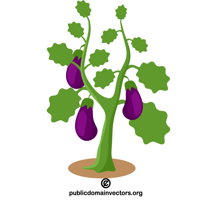 660x660 Eggplant Vector Image