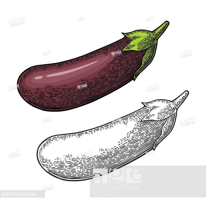 714x699 Eggplant Vector Color And Monochrome Vintage Engraved