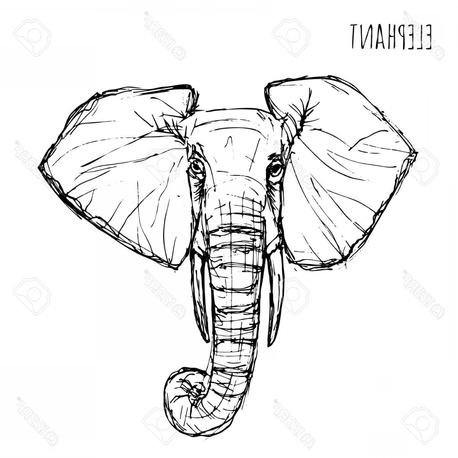 1560x1560 Elephant Face Vector Hoodamathrun