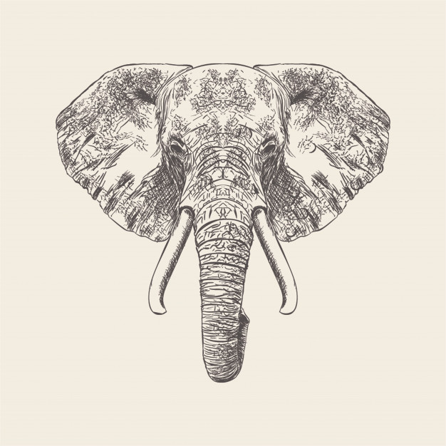 626x626 Hand Drawn Vector Of Elephant Face Illustration Vector Premium