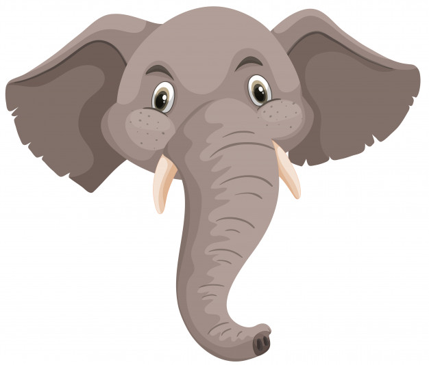 626x534 Elephant Head Vectors, Photos And Free Download