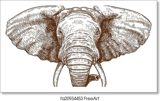 560x355 Free Art Print Of Engraving Elephant Head Vector Illustration