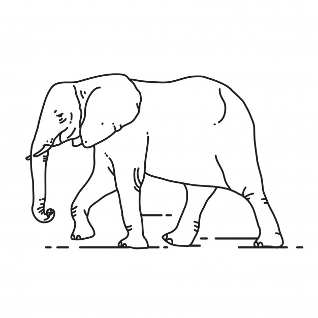 626x626 Outline Elephant Vector Vector Premium Download