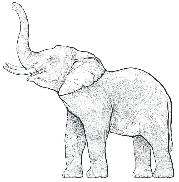 outline elephant cartoon