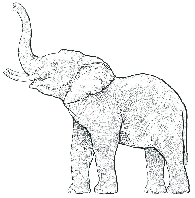 outline of elephant to print