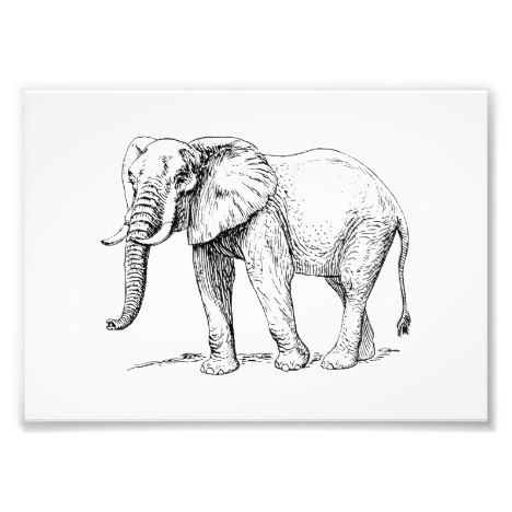 468x468 Vector Preto E Branco African Elephant Photo Print