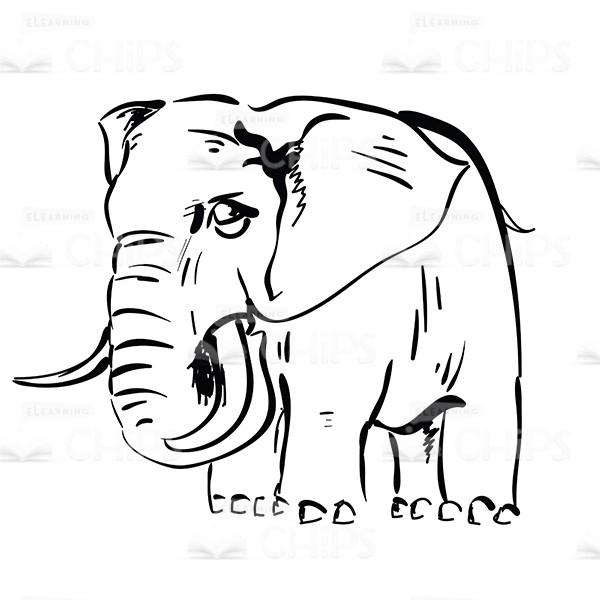 Hand Drawn Elephant Vector Image 600x600 Hand Drawn Elephant Vector Image
