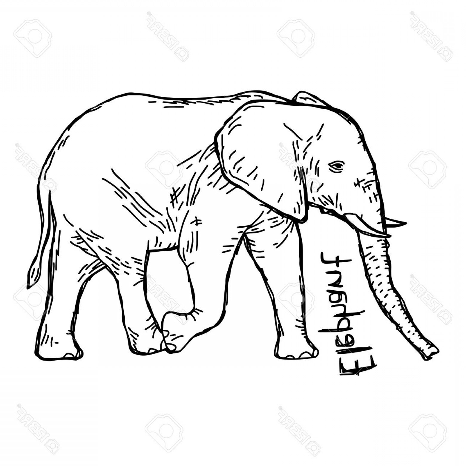 1560x1560 Photostock Vector Elephant Vector Illustration Sketch Hand Drawn