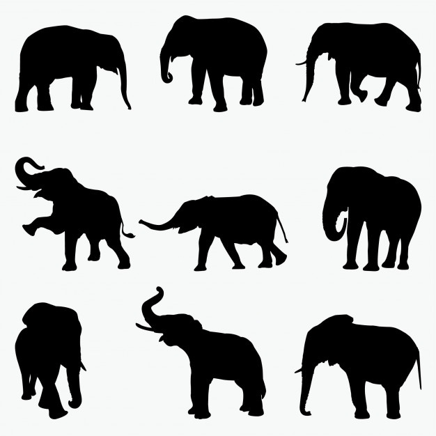 626x626 Group Elephant Vectors, Photos And Free Download