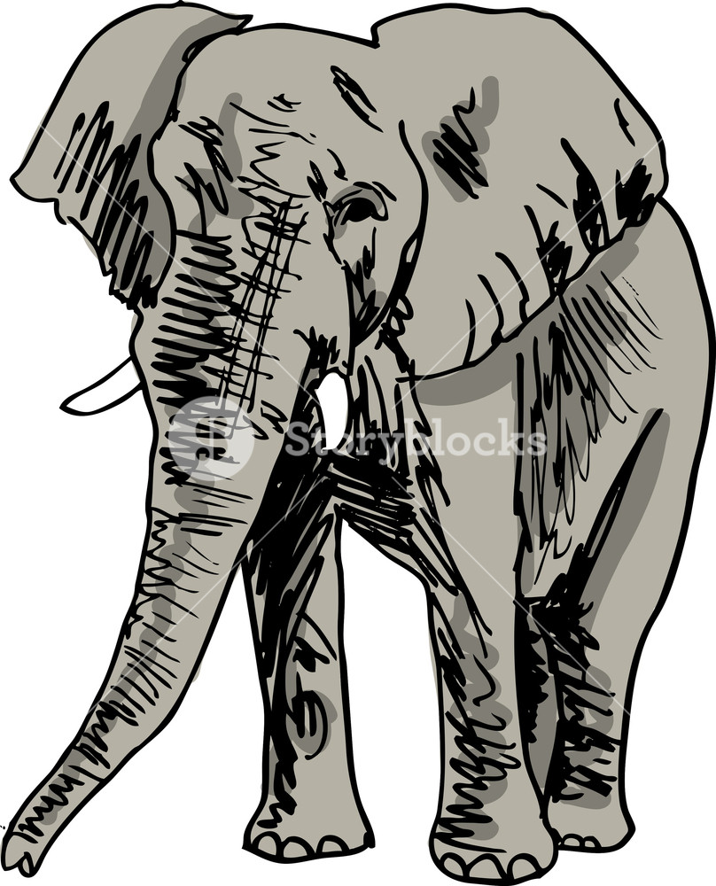 808x1000 Sketch Of Elephant Vector Illustration Royalty Free Stock Image