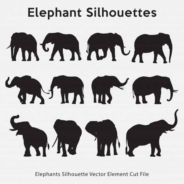 626x626 Elephant Silhouette Vectors, Photos And Free Download