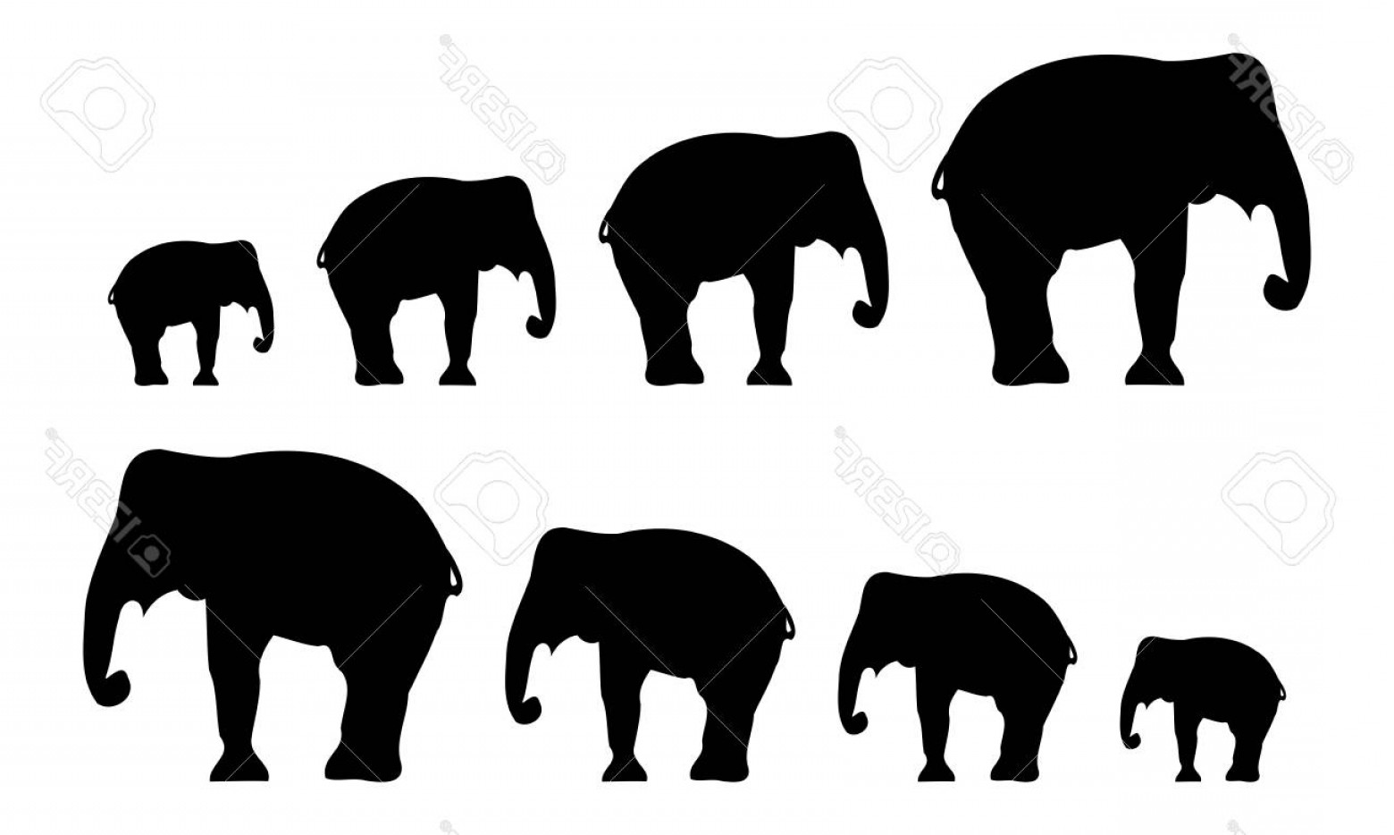 1560x934 Elephant Vector Artwork Catchsplace
