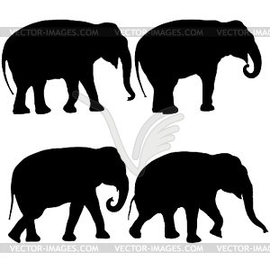 300x300 Set Silhouette Large African Elephant