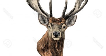 367x195 Graphic Elk Head Drawings Vector Archives Vector Images Design