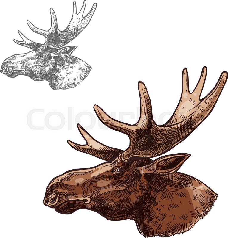 765x800 Moose Elk Head Sketch Vector Icon Stock Vector Colourbox