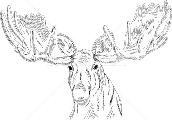 Elk Head Vector at Vectorified.com | Collection of Elk Head Vector free ...