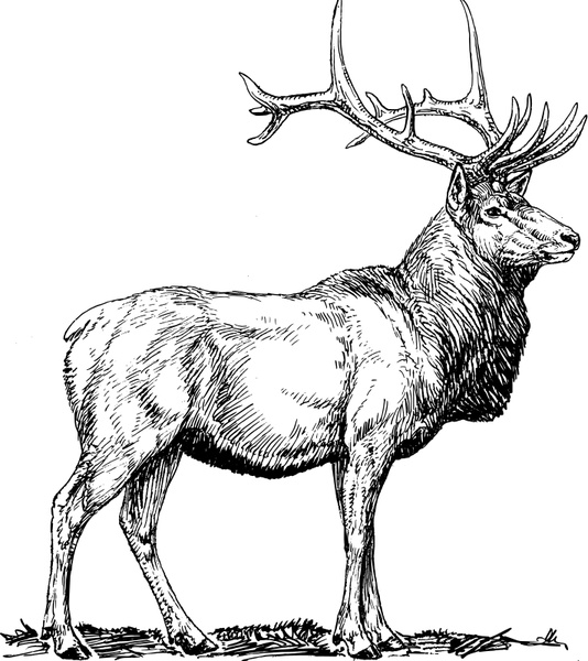 534x600 Elk Free Vector In Open Office Drawing