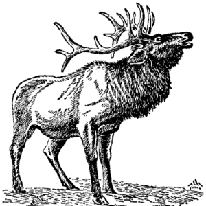300x300 Elk Line Free Images