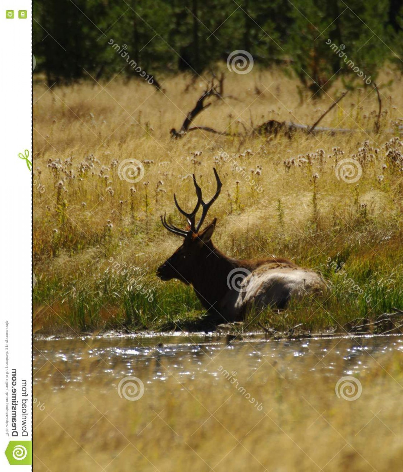 1333x1560 Rocky Mountain Elk Vector Art Soidergi