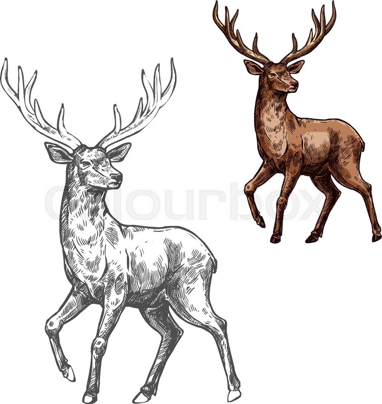 756x800 Deer, Reindeer Or Elk Isolated Sketch Stock Vector Colourbox
