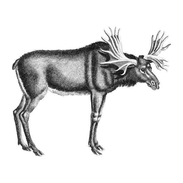 626x626 Elk Vectors, Photos And Free Download
