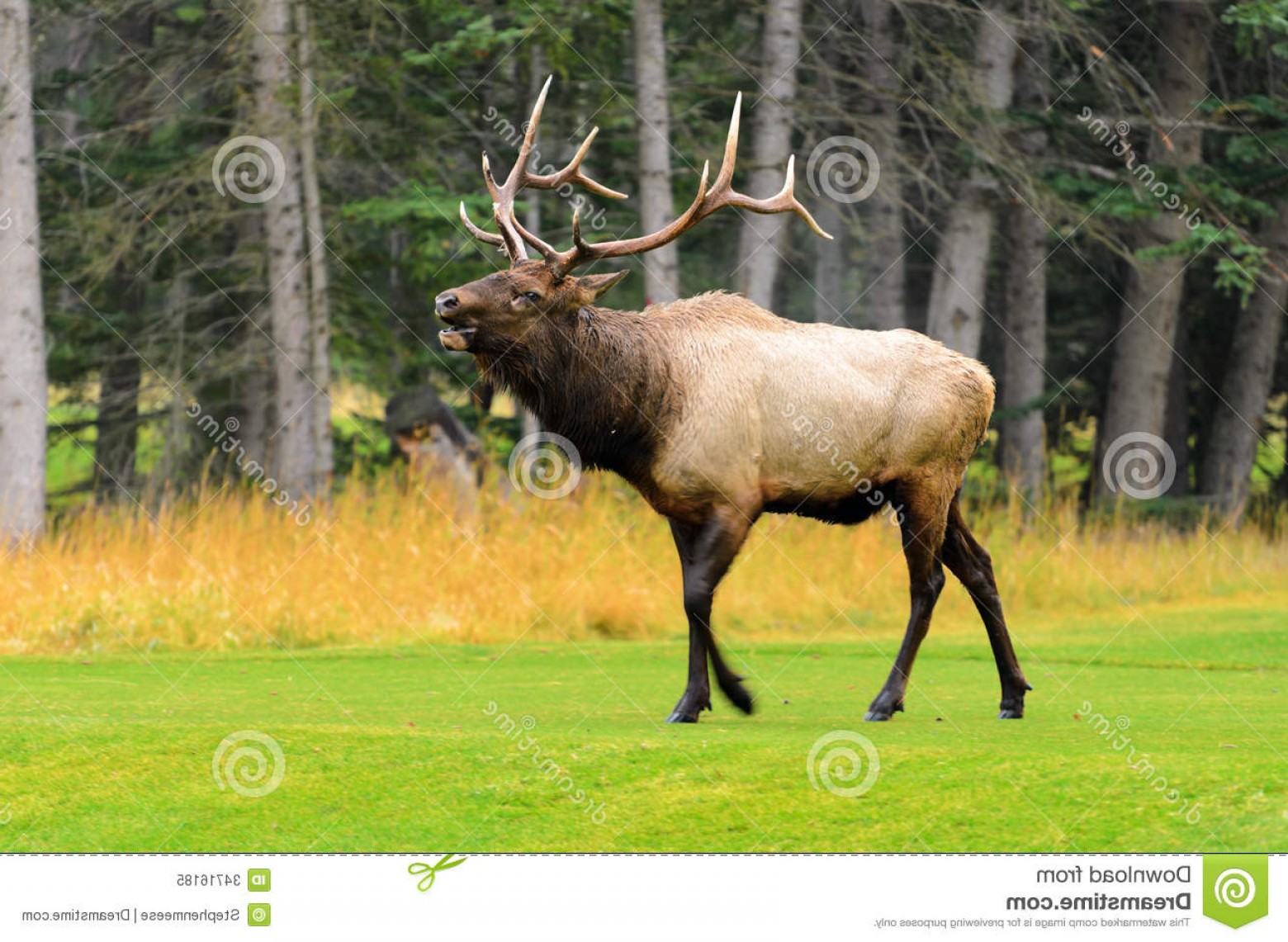 1560x1141 Royalty Free Stock Photo Rocky Mountain Elk Male Wapiti Cervus