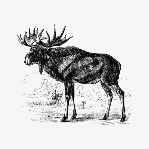 490x490 Scandinavian Elk Shade Drawing Vector