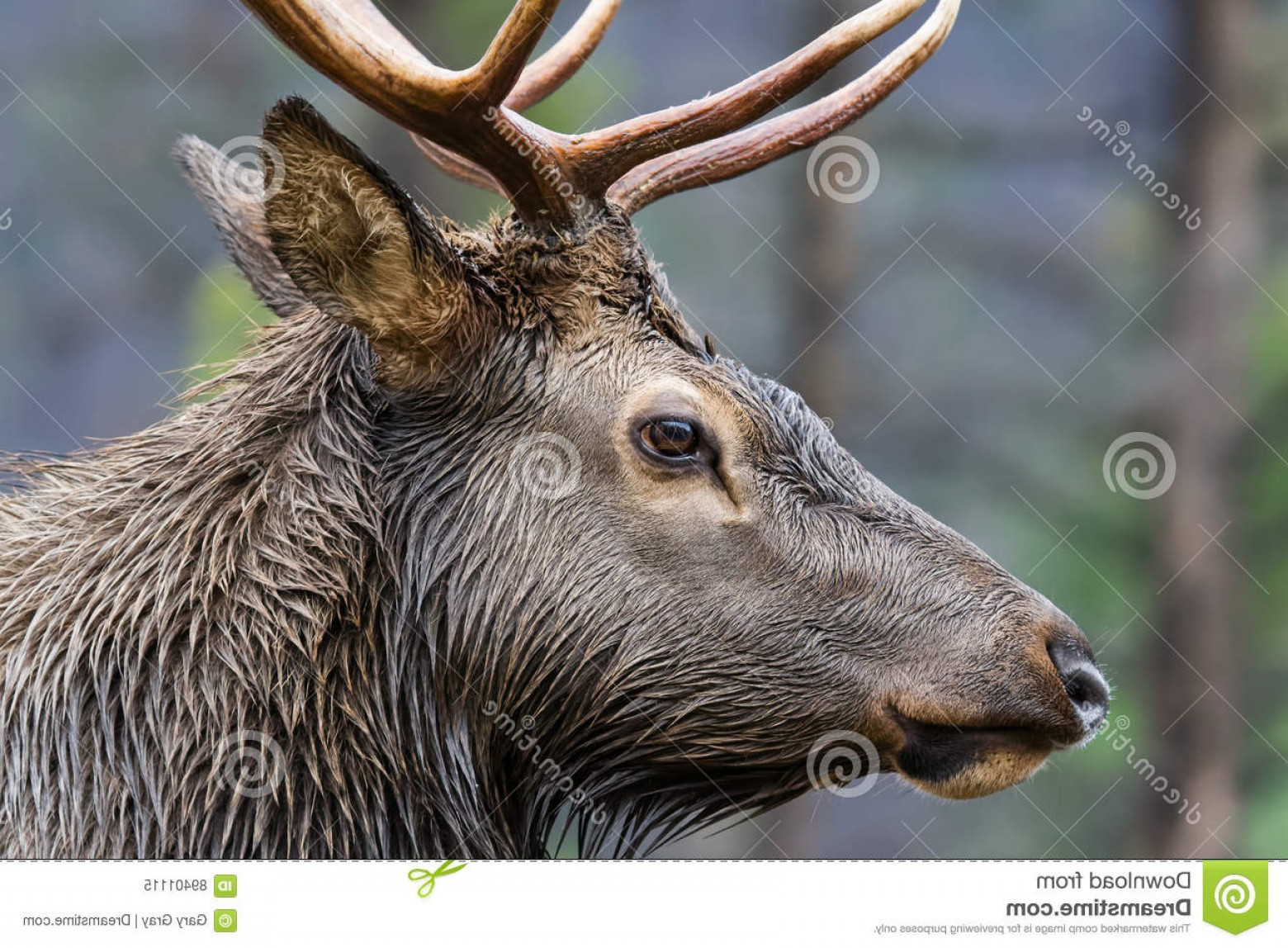 1560x1148 Stock Photo Bull Elk Profile Closeup Rocky Mountain Image Soidergi