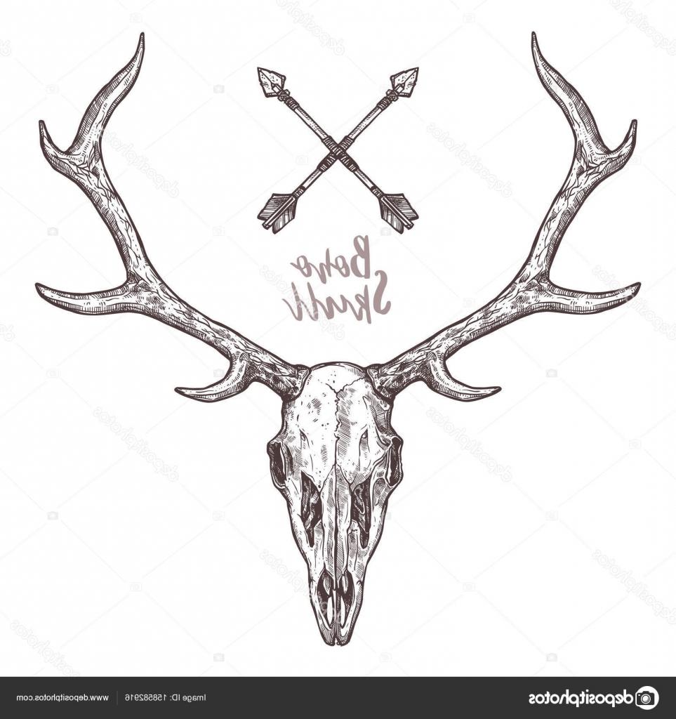 963x1024 Best Hd Elk Skull With Antlers Vector Pictures Free Vector Art