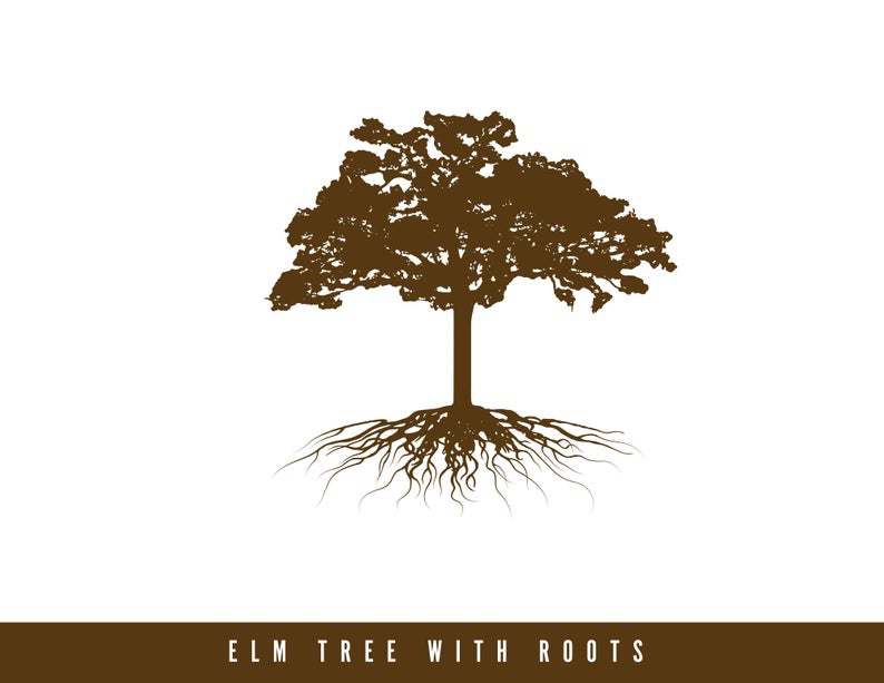 794x613 Elm Tree With Roots Vector Etsy