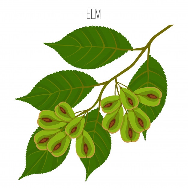 626x626 Elm Vectors, Photos And Free Download