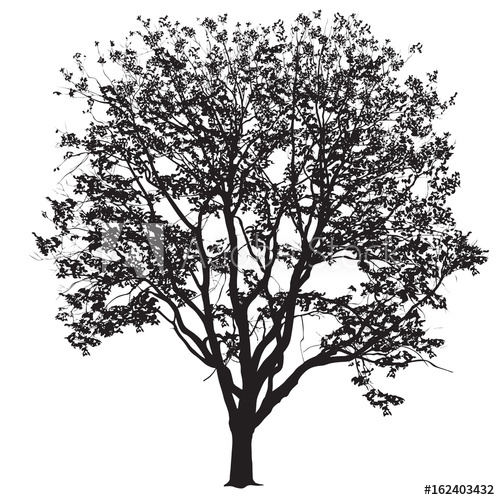 Elm Tree Vector at Vectorified.com | Collection of Elm Tree Vector free ...